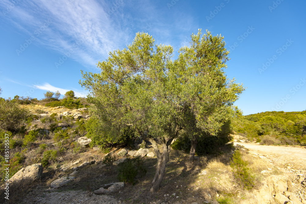 Wild Olive trees at the country road in Greece Wild Olive trees at the country road in Greece