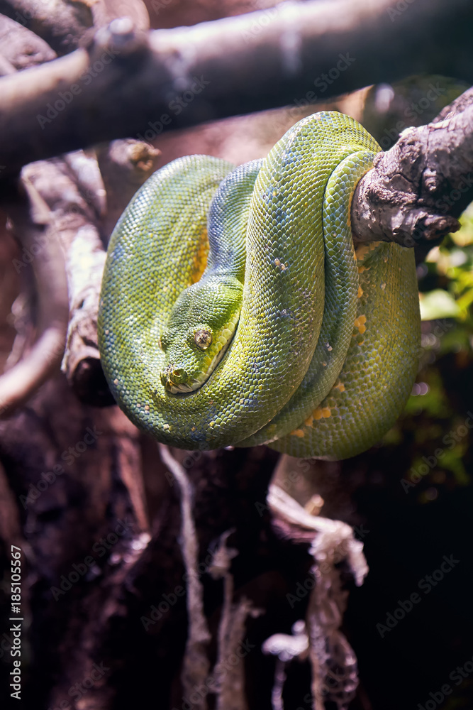 Green tree python (Morelia viridis) resting on a tree