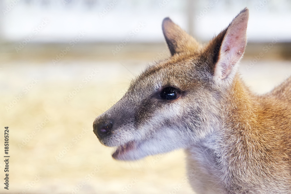 Agile wallaby (Macropus agilis) also known as the sandy wallaby