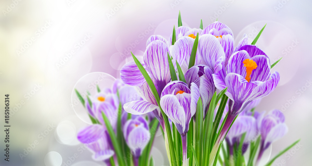 Violet crocus flowers on gray spring bokeh background banner Violet crocus flowers on gray spring bokeh background banner