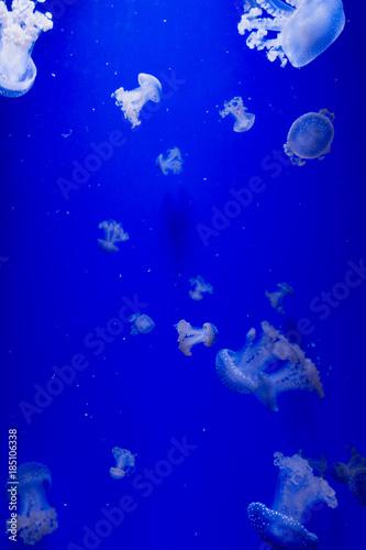 Underwater  ocean © Maria Francesca