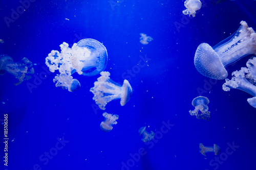 Underwater  ocean