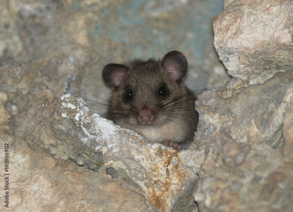 primo piano di ghiro,sfondo chiaro, Glis glis primo piano di ghiro,sfondo chiaro, Glis glis