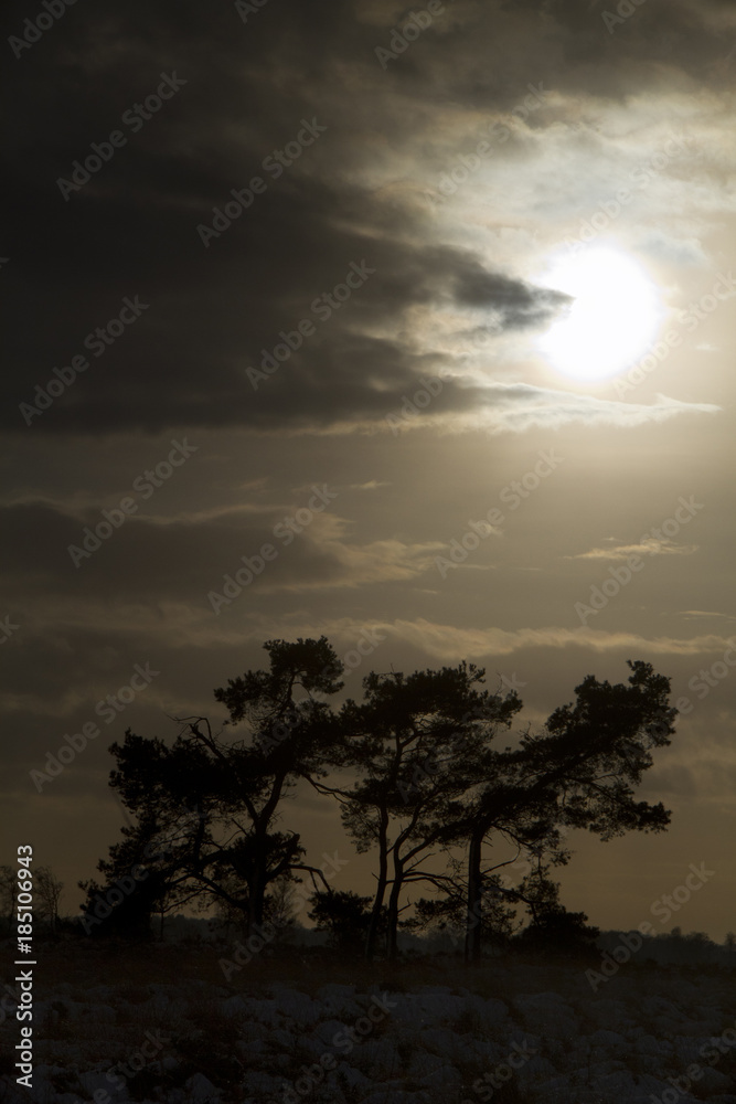 Silhouettes of three Scots pines on a heath in winter, almost black and white