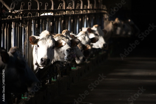 Bovini razza piemontese nella stalla photo