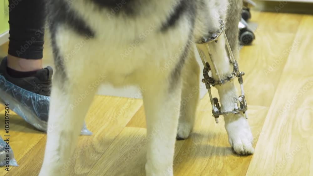 Video „Dog with a broken paw with External ring fixation technique in