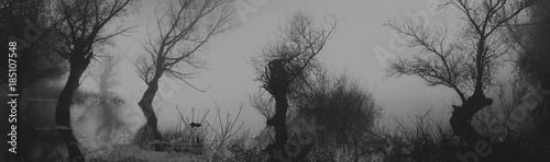 Spooky dark landscape showing silhouettes od trees in the swamp on misty night