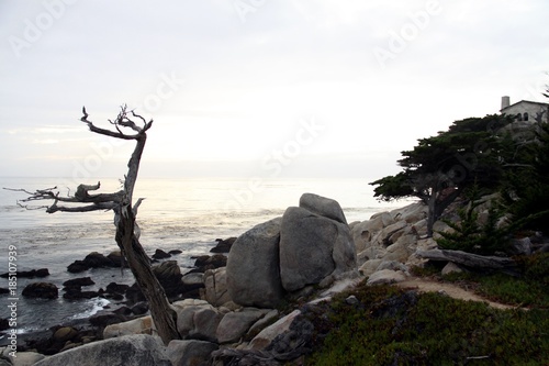 Beautiful old Trees along the Coast Line -- USA 