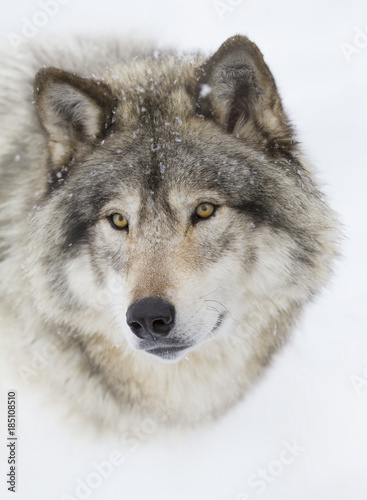 Timber Wolf or Grey Wolf (Canis lupus) portrait closeup in winter snow in Canada