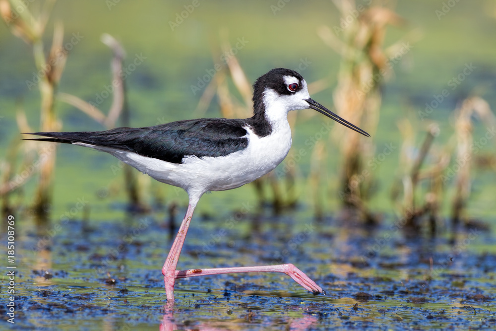 Obraz premium Black-necked Stilt