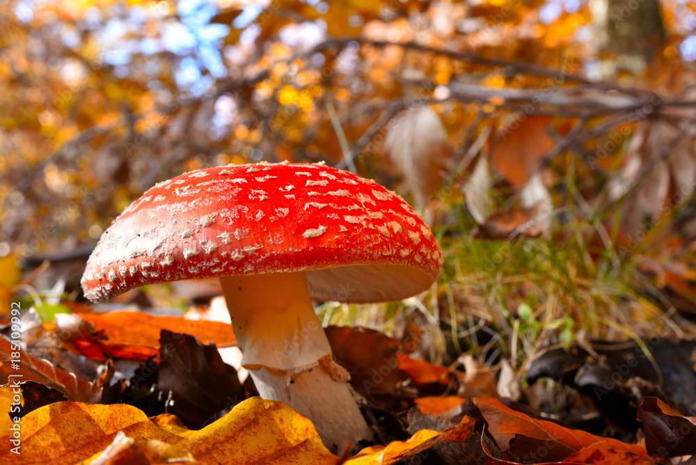Fly Agaric (Amanita muscaria), poisonous toadstool from Forests Fly Agaric (Amanita muscaria), poisonous toadstool from Forests
