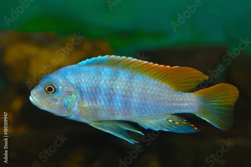 Deep Water Hap (Placidochromis electra) Aquarium Fish photo