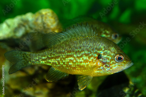 Young Pumpkinseed Fish (Lepomis gibbosus) in Aquarium