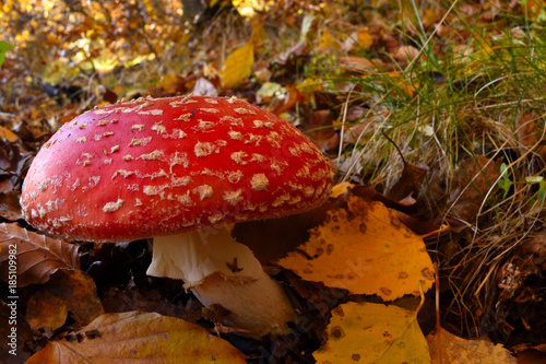Fly Agaric (Amanita muscaria), poisonous toadstool from Forests