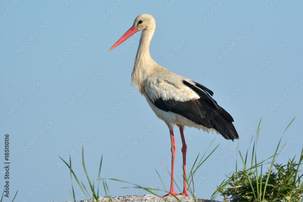 White Stork Standing White Stork Standing