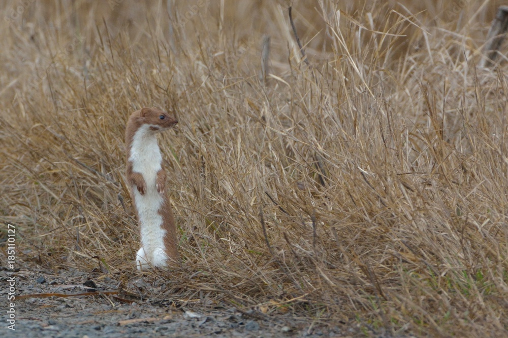 Least Weasel searching for prey in tall grass Least Weasel searching for prey in tall grass