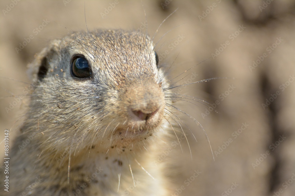Naklejka premium European Ground Squirrel Portrait in Springtime