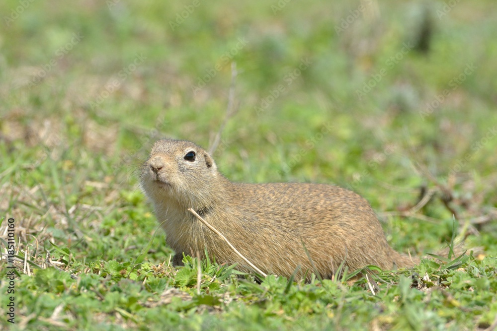 European Ground Squirrel or Souslik in Springtime European Ground Squirrel or Souslik in Springtime