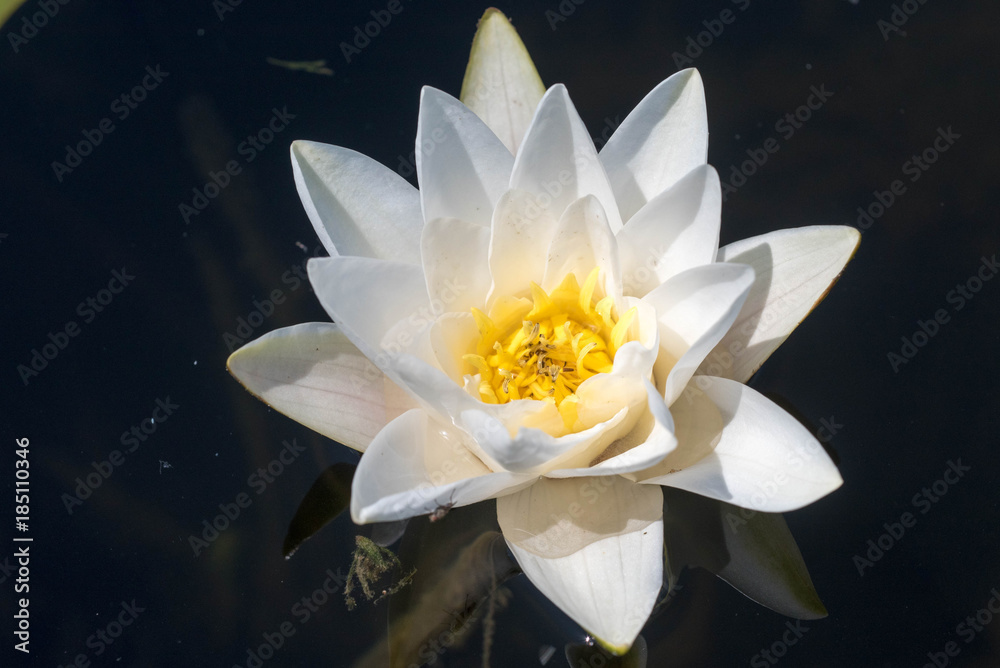 White Waterlily Flower (Nymphaea alba), in full flowering shape White Waterlily Flower (Nymphaea alba), in full flowering shape