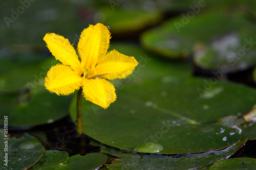 Yellow Floating Heart  Nymphoides peltatum  flower on Water