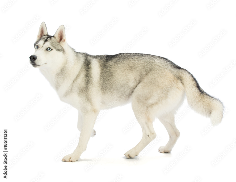 Fototapeta premium Siberian Husky