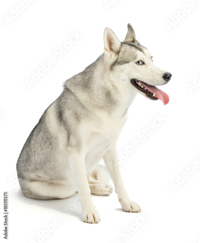 Siberian Husky