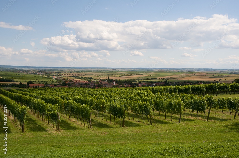Vineyards near village  Mitterretzbach in Lower Austria