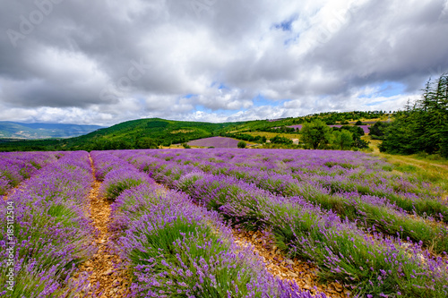 Champs de lavande en fleurs. Pays de Sault, Provence, France. Ciel nuageux.
