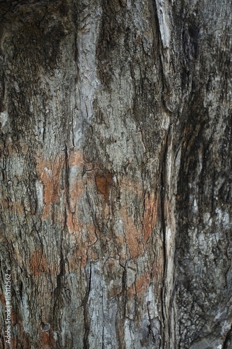 Old tree bark as the background texture