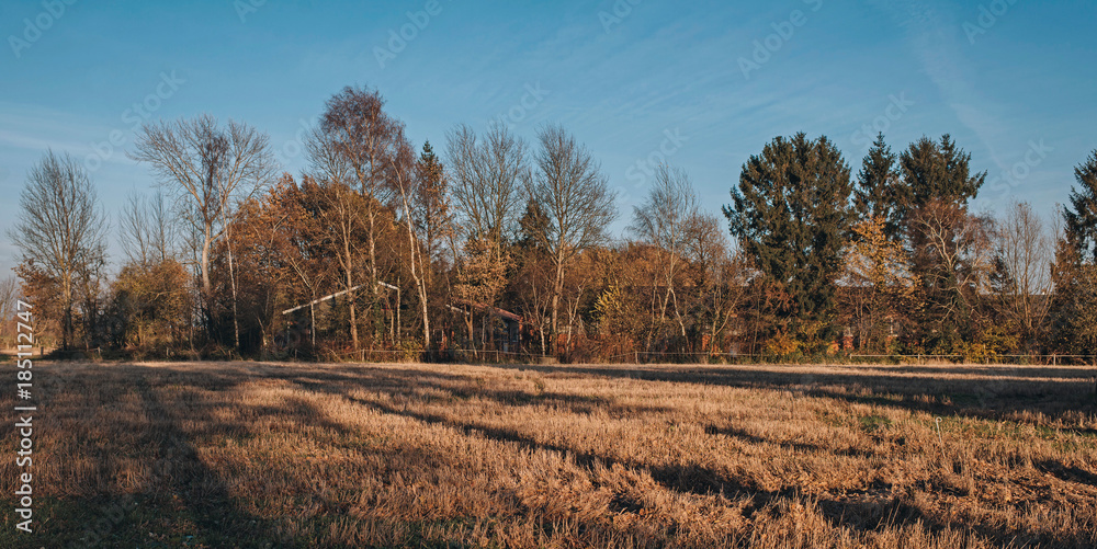 Field of yellow grass with autumn trees under blue sky.