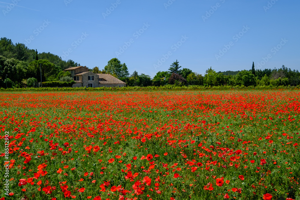 Champ de coquelicots au printemps. Luberon, Provence, France. Champ de coquelicots au printemps. Luberon, Provence, France.