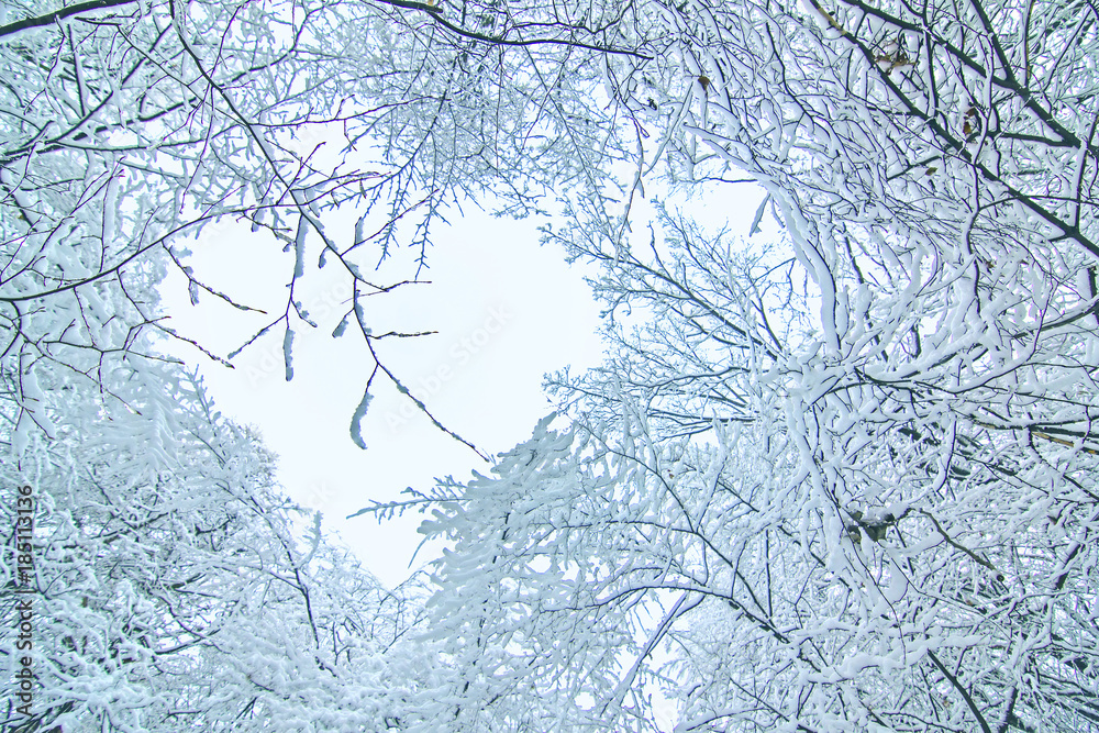 White winter. Trees covered with white snow. Natural background. White winter. Trees covered with white snow. Natural background.