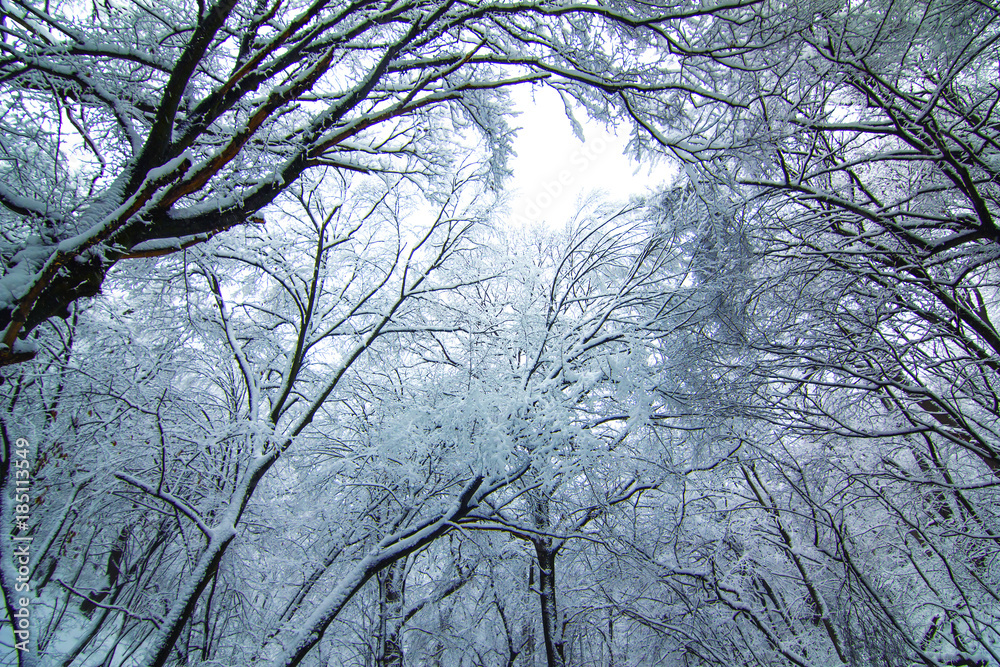White winter. Trees covered with white snow. Natural background. White winter. Trees covered with white snow. Natural background.