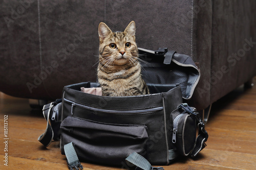 Konstfotografi jeune chat tigré dans sac photo de photographe