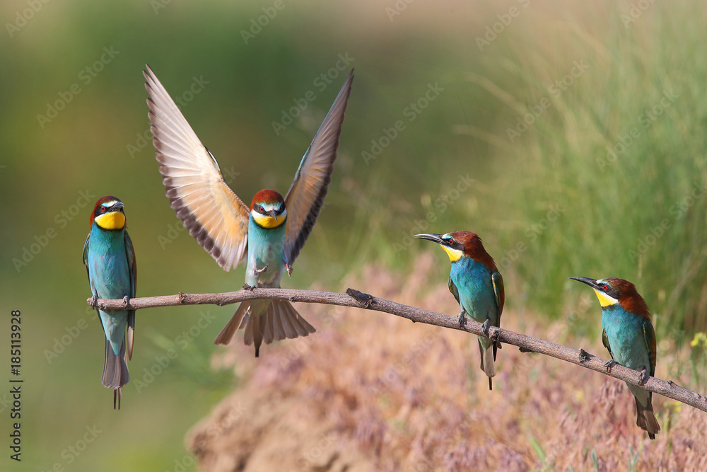 The life of bee-eater (Merops apiaster) in natural habitat The life of bee-eater (Merops apiaster) in natural habitat
