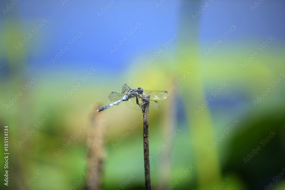 A dragonfly, close-up A dragonfly, close-up
