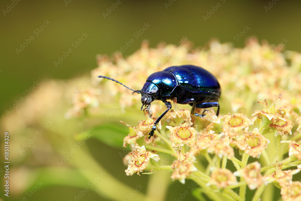 Naklejka premium Chrysochus chinensis, close-up