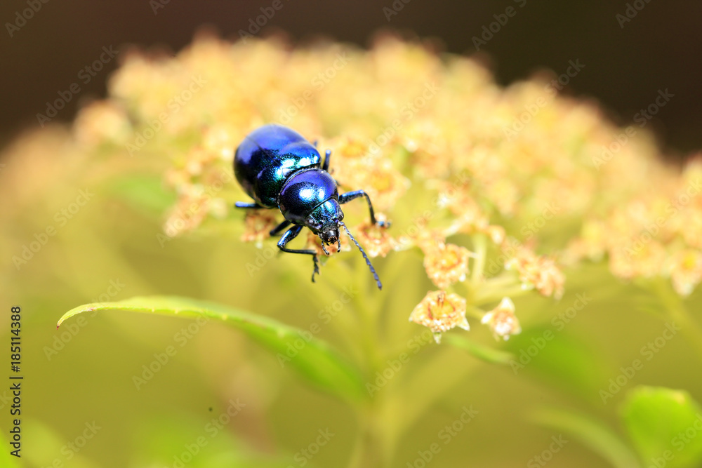 Fototapeta premium Chrysochus chinensis, close-up