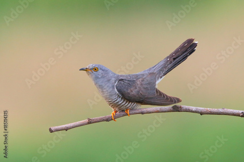 Cuckoo (Cuculus canorus) in natural habitat photo