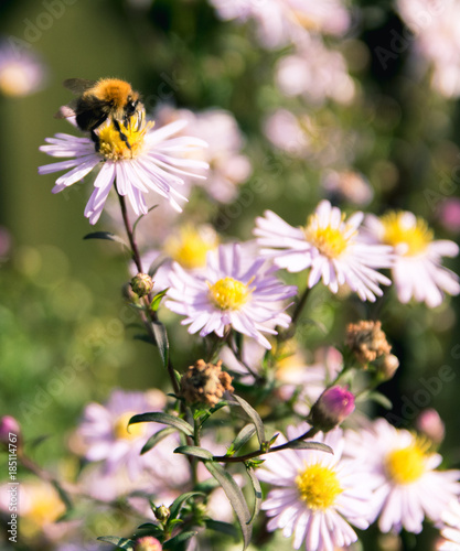 Flowers with bumblebee collecting pollen  