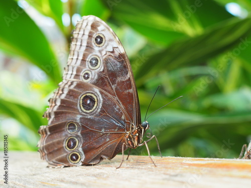 El Mariposario del Drago