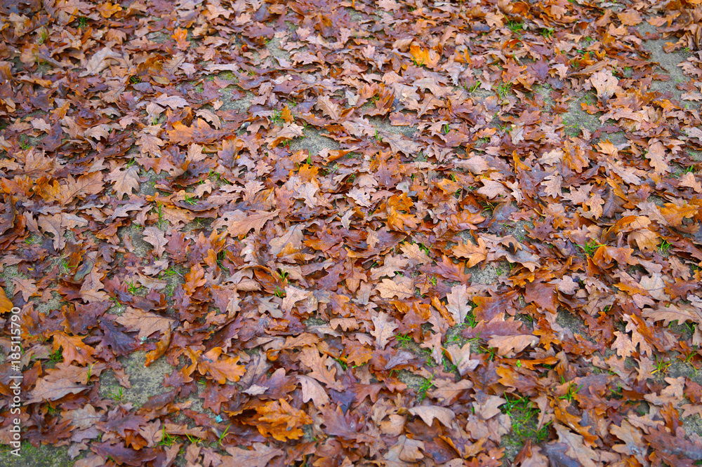 The ground is strewn with oak leaves