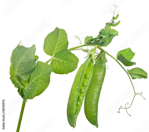 pea stem with green two pods and small curls