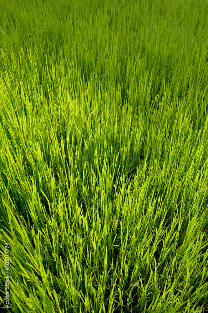 Rice Seedlings Rice Seedlings