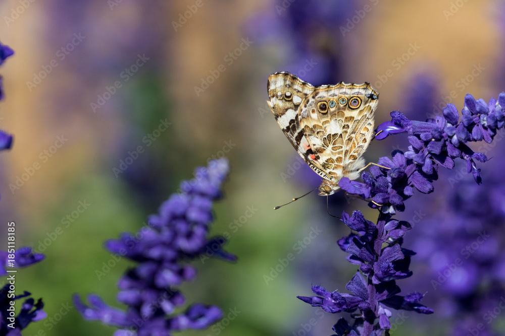 Butterfly on Ultra-Violet Flowers Butterfly on Ultra-Violet Flowers