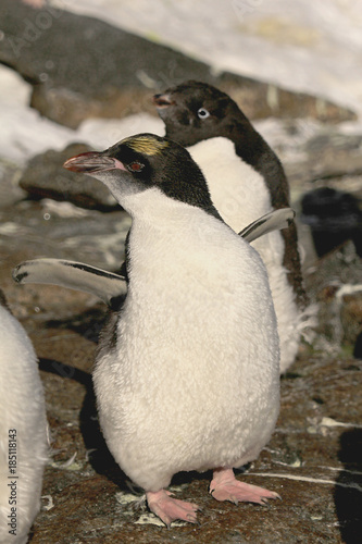 Macaroni penguin(eudiptes is chrysolophus),sea Davis