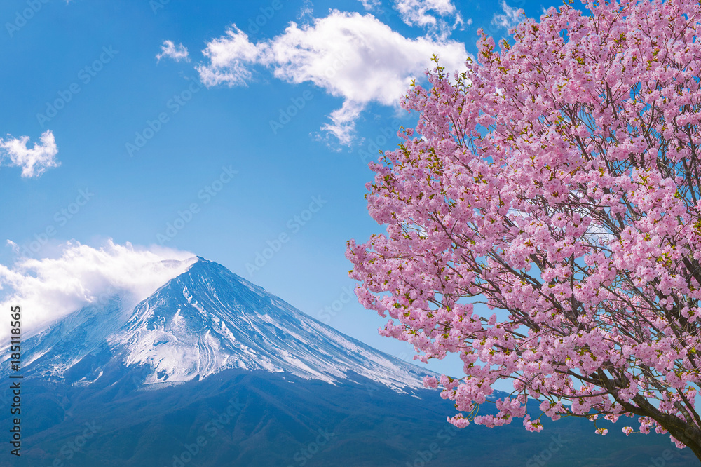 Fototapeta premium Góra Fuji i kwitnące wiśnie wiosną, Japonia.