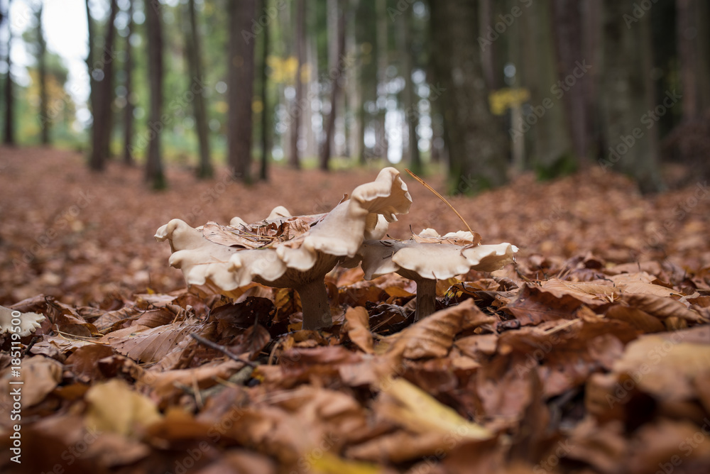 Herbstliche Stimmung im Laubwald
