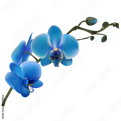 Orchid. Tropical flowers. Floral vector background. Blue.  Border.