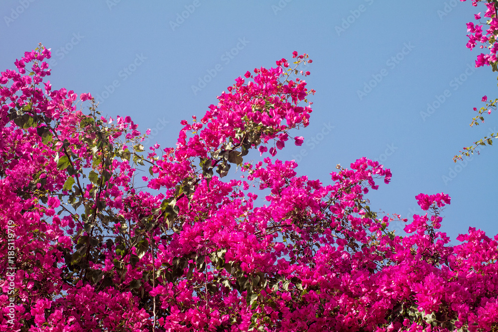 Pink bougainvillea flowers against the blue sky. Pink bougainvillea flowers against the blue sky.